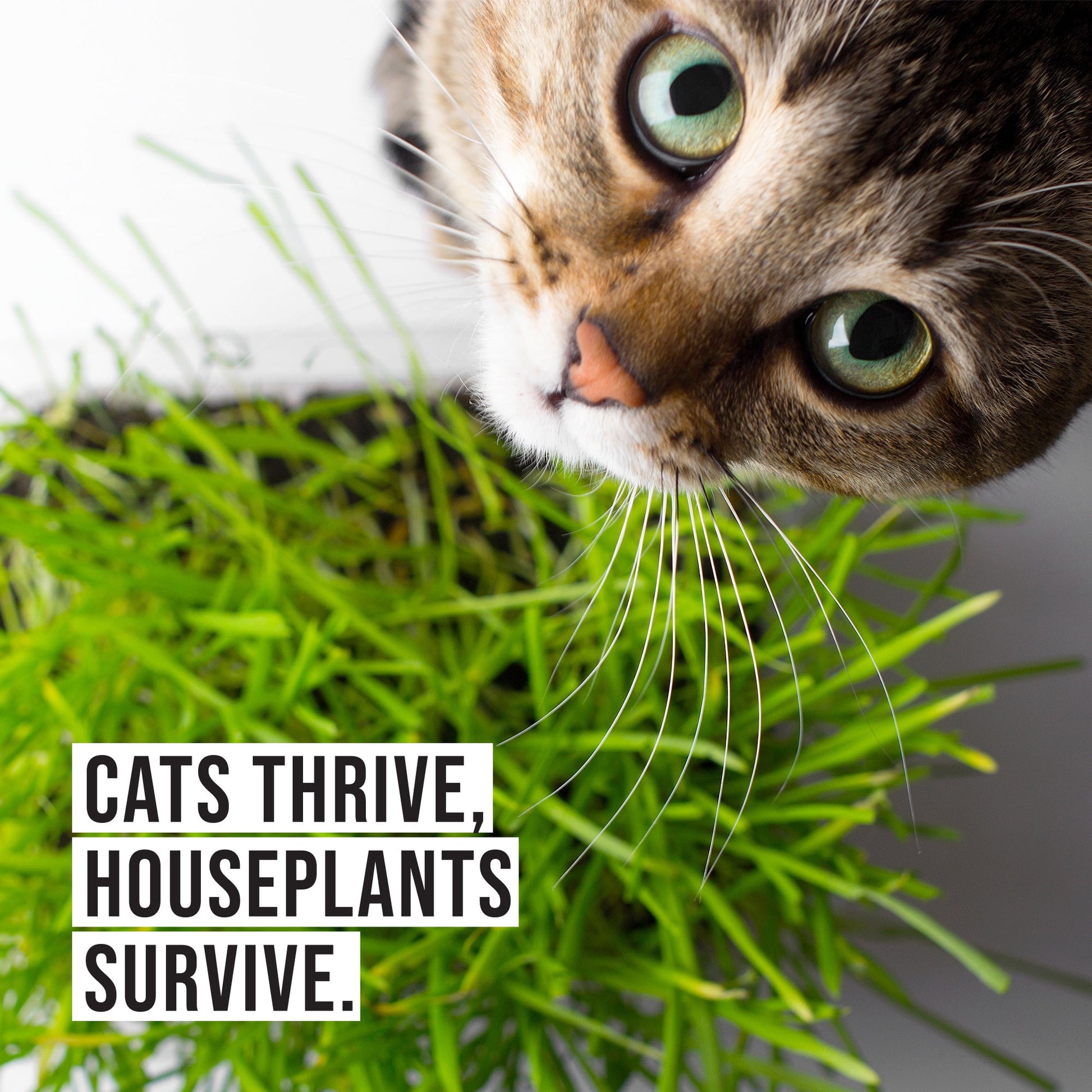 Organic Cat Grass Kit with Black Cat Ceramic Planter, Easy Indoor Planting Gift Set
