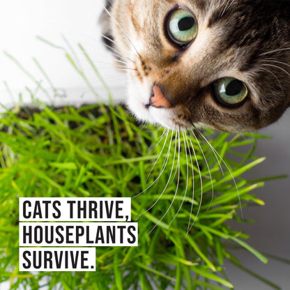 Organic Cat Grass Kit with Black Cat Ceramic Planter, Easy Indoor Planting Gift Set